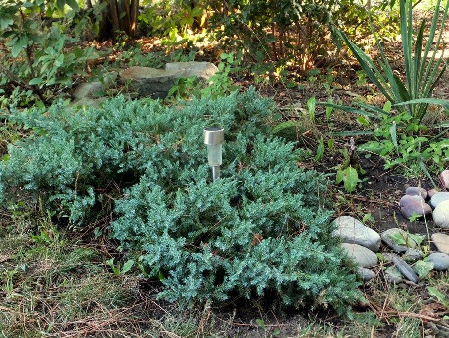 Можжевельник Блю Мейери