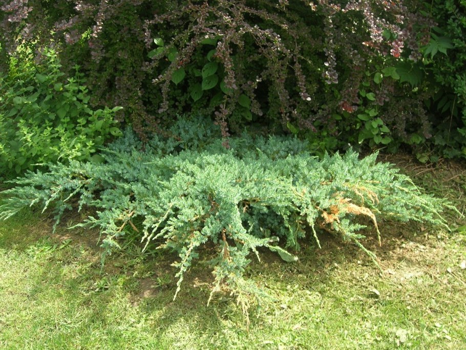 Можжевельник чешуйчатый Блю Стар