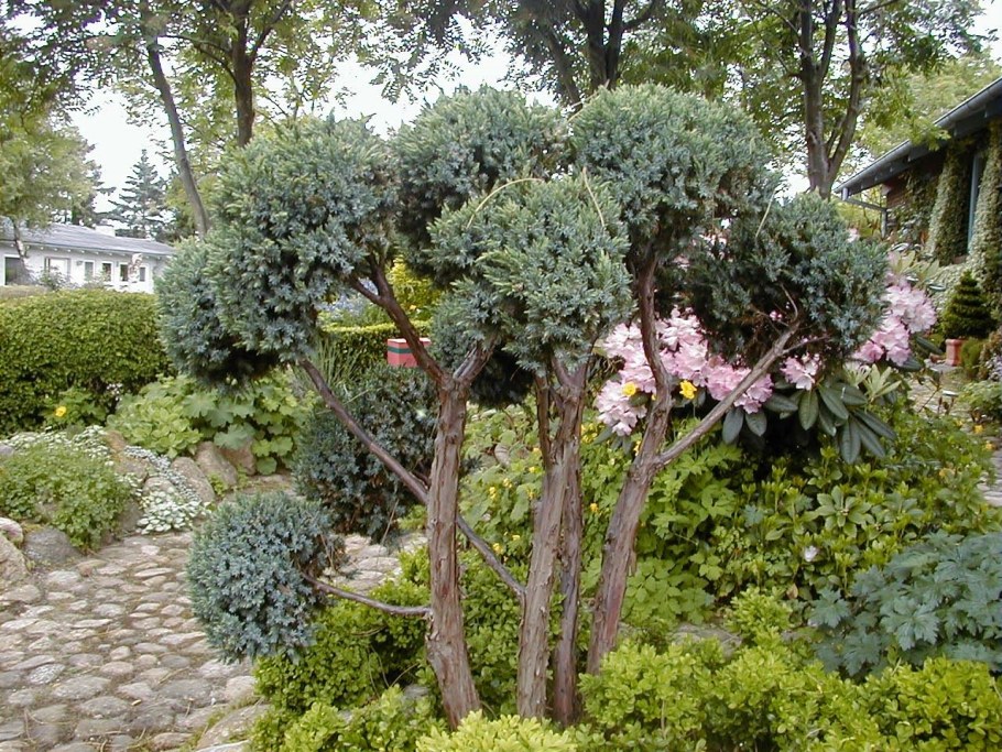 Можжевельник Блю Мейери