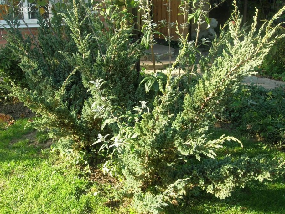 Можжевельник Мейери