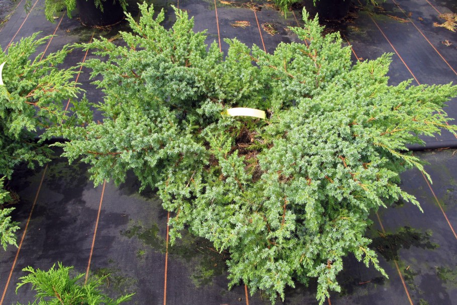 Можжевельник Мейери