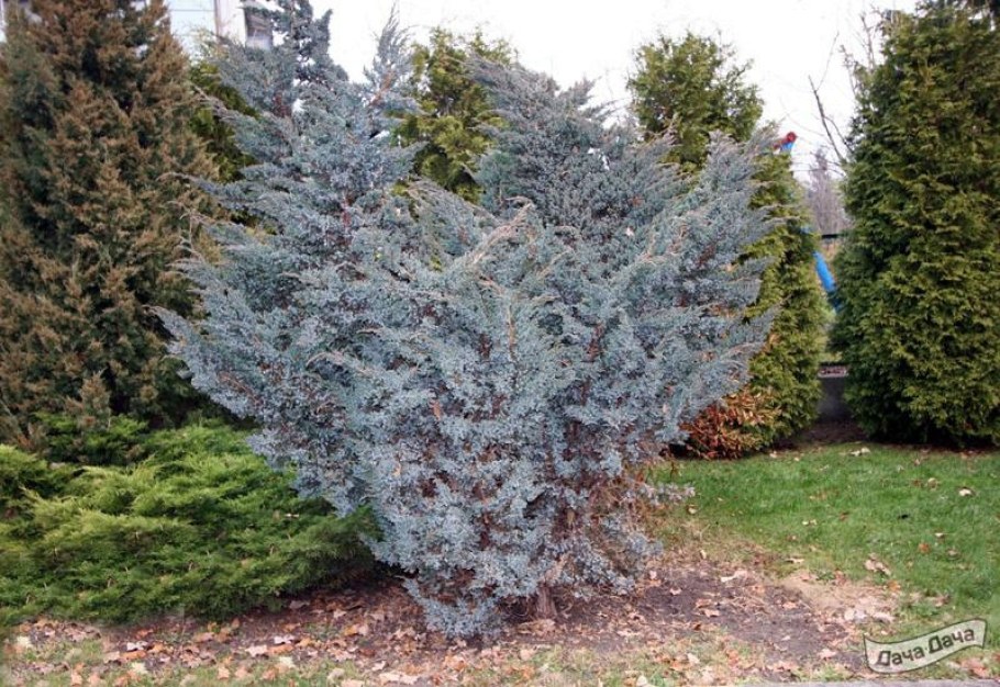 Казацкий можжевельник Мейери