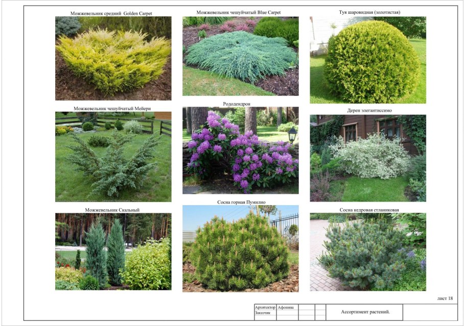 Можжевельник Мейери в ландшафтном