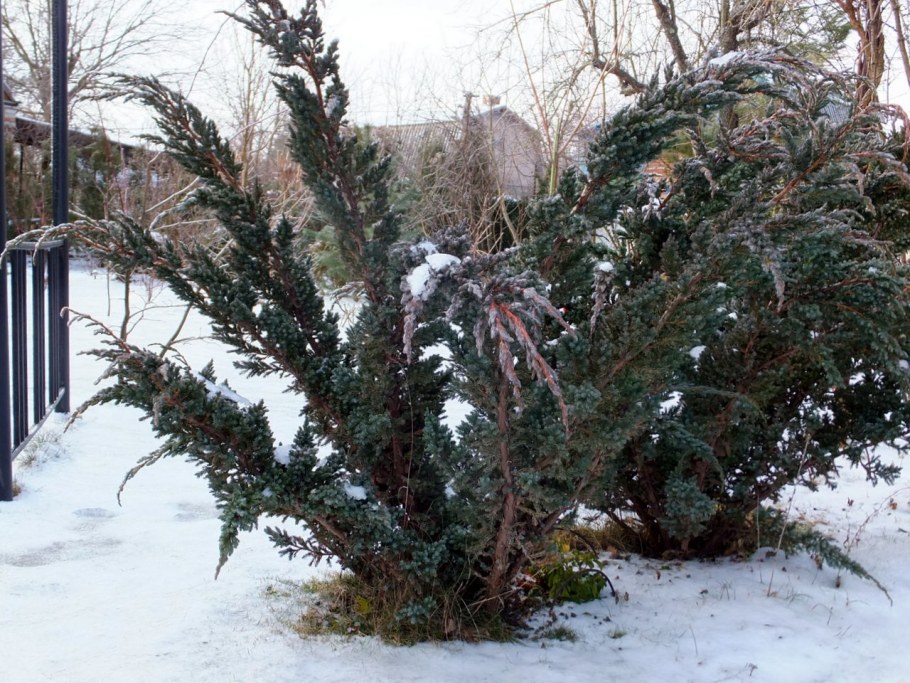 Можжевельник Мейери