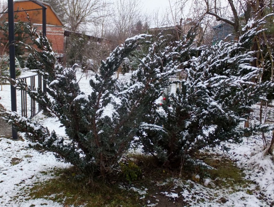 Можжевельник чешуйчатый Мейери