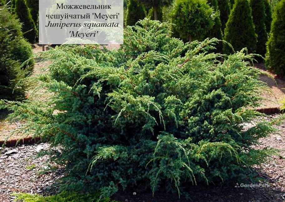 Можжевельник Мейери