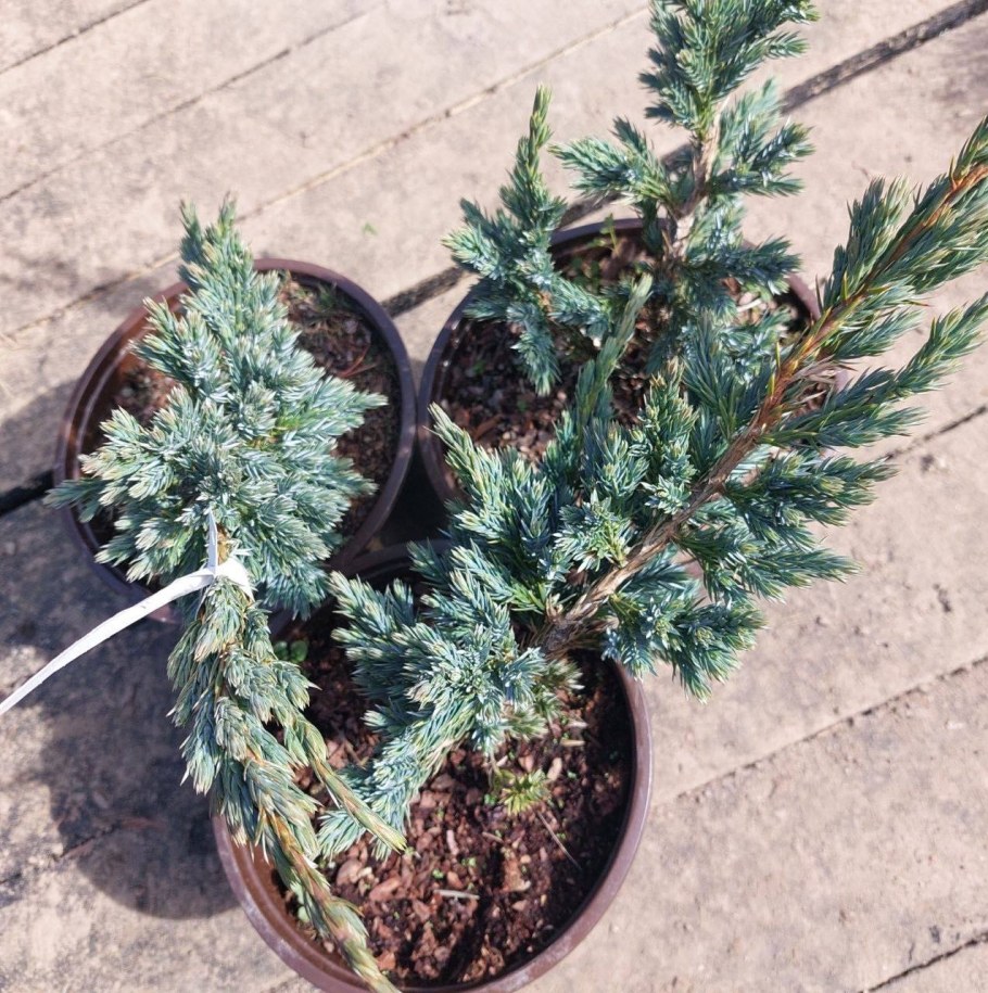 Можжевельник Хиберника минусы