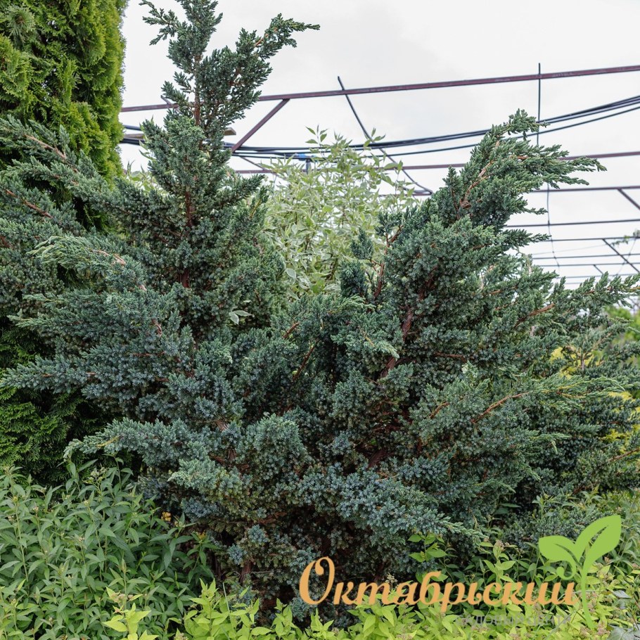 Можжевельник чешуйчатый 'meyeri' ('Мейери')