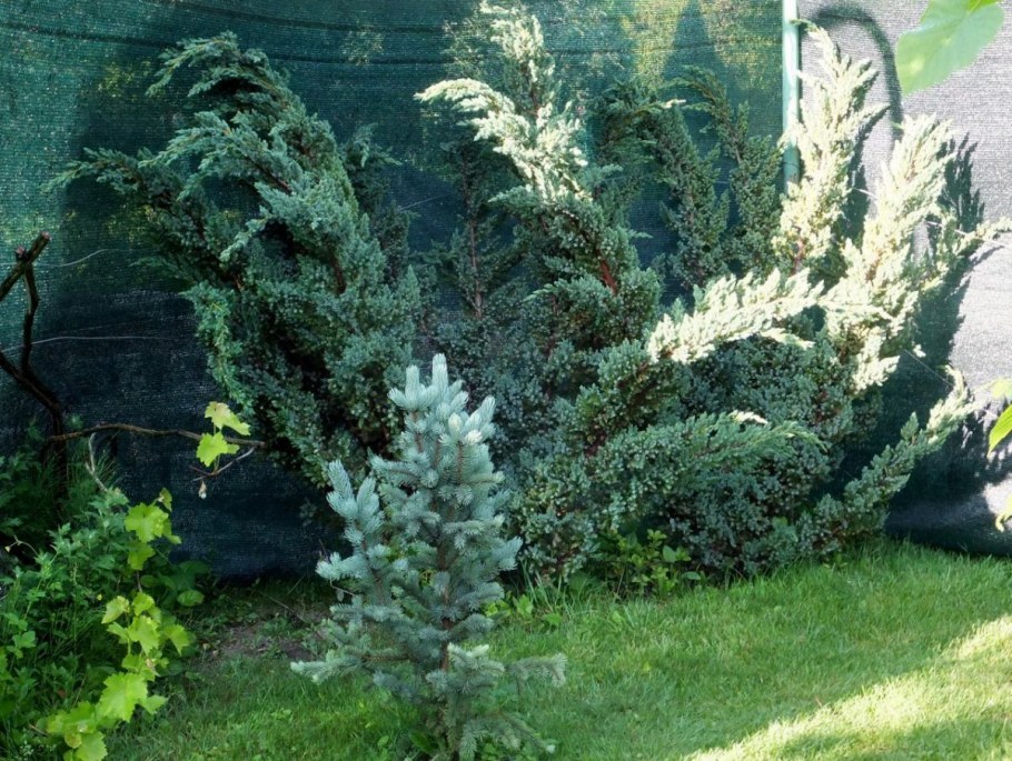 Можжевельник чешуйчатый Мейери