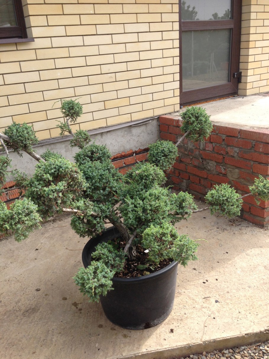 Можжевельник Блю Альпс