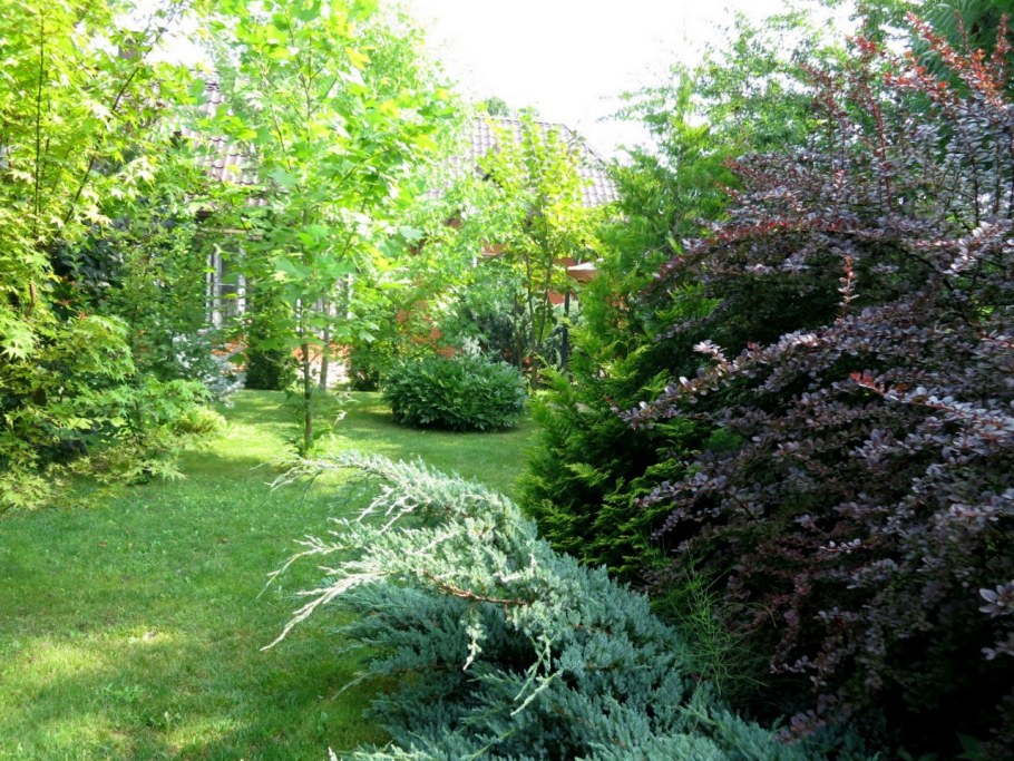 Можжевельник Блю Альпс