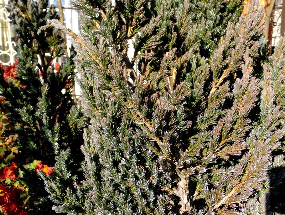 Можжевельник чешуйчатый 'meyeri' ('Мейери')