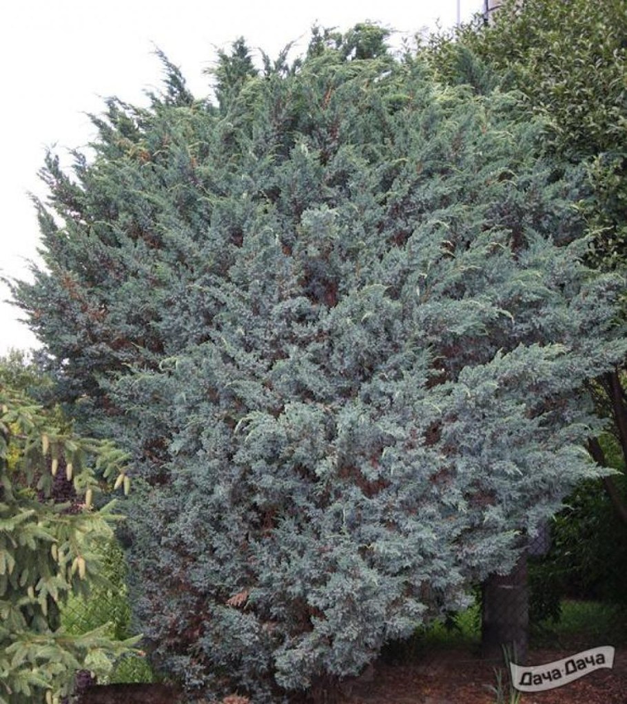 Можжевельник чешуйчатый 'meyeri' ('Мейери')
