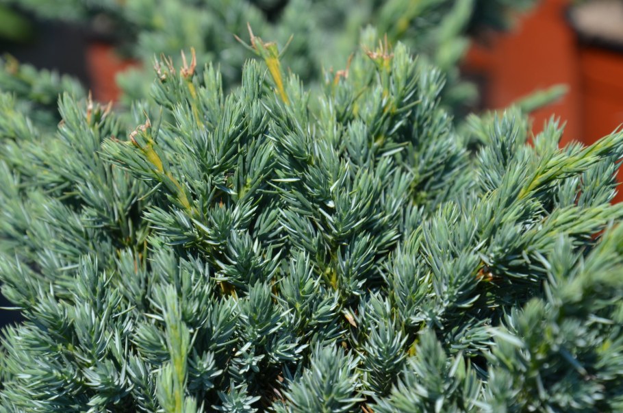 Можжевельник Мейери