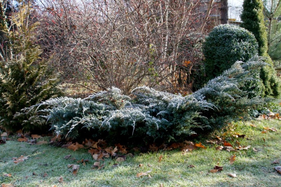 Хольгер можжевельник