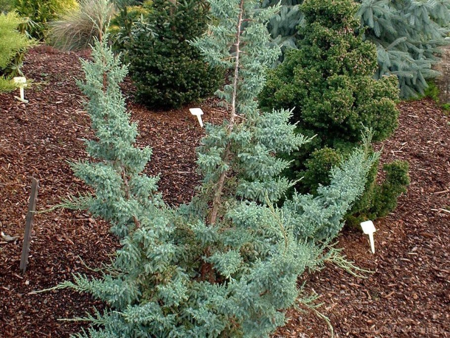 Можжевельник Hunnetorp