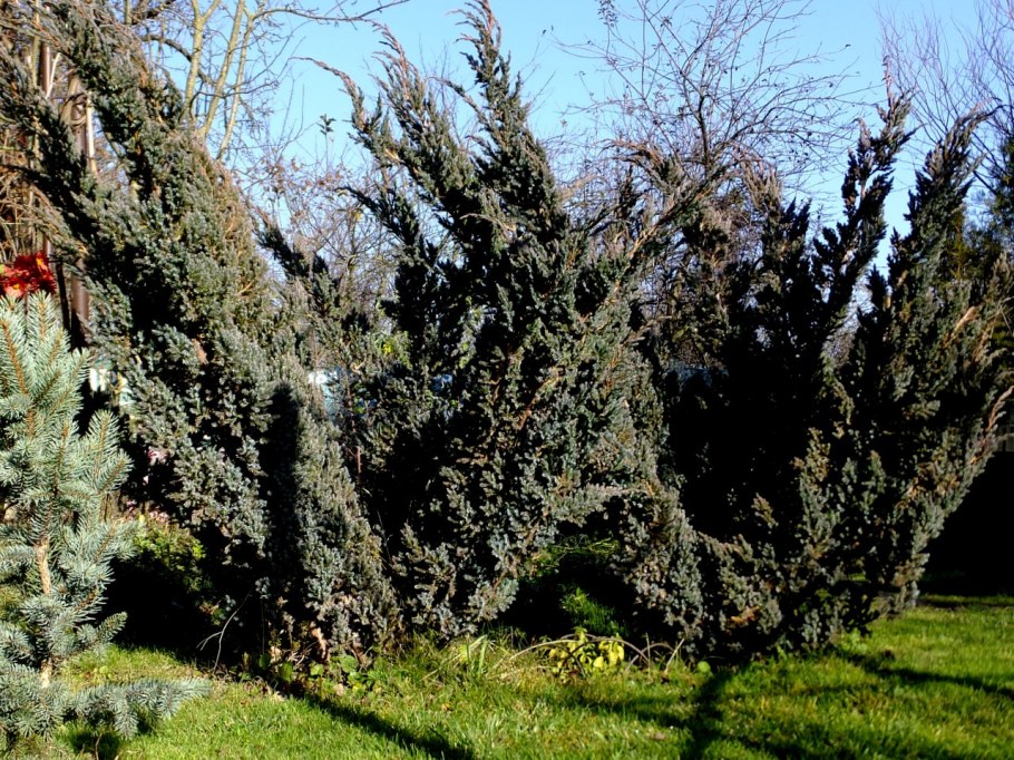 Можжевельник чешуйчатый Мейери