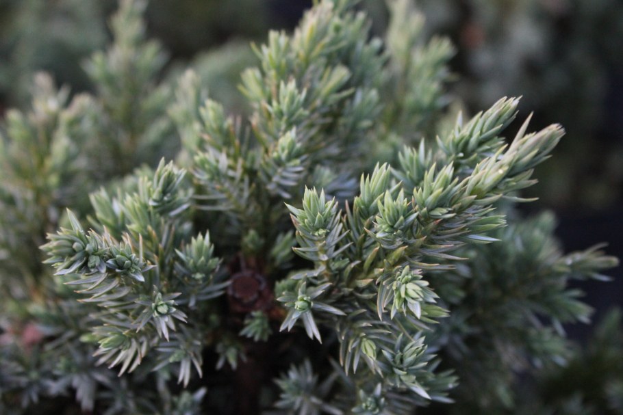 Можжевельник Мейери бонсай