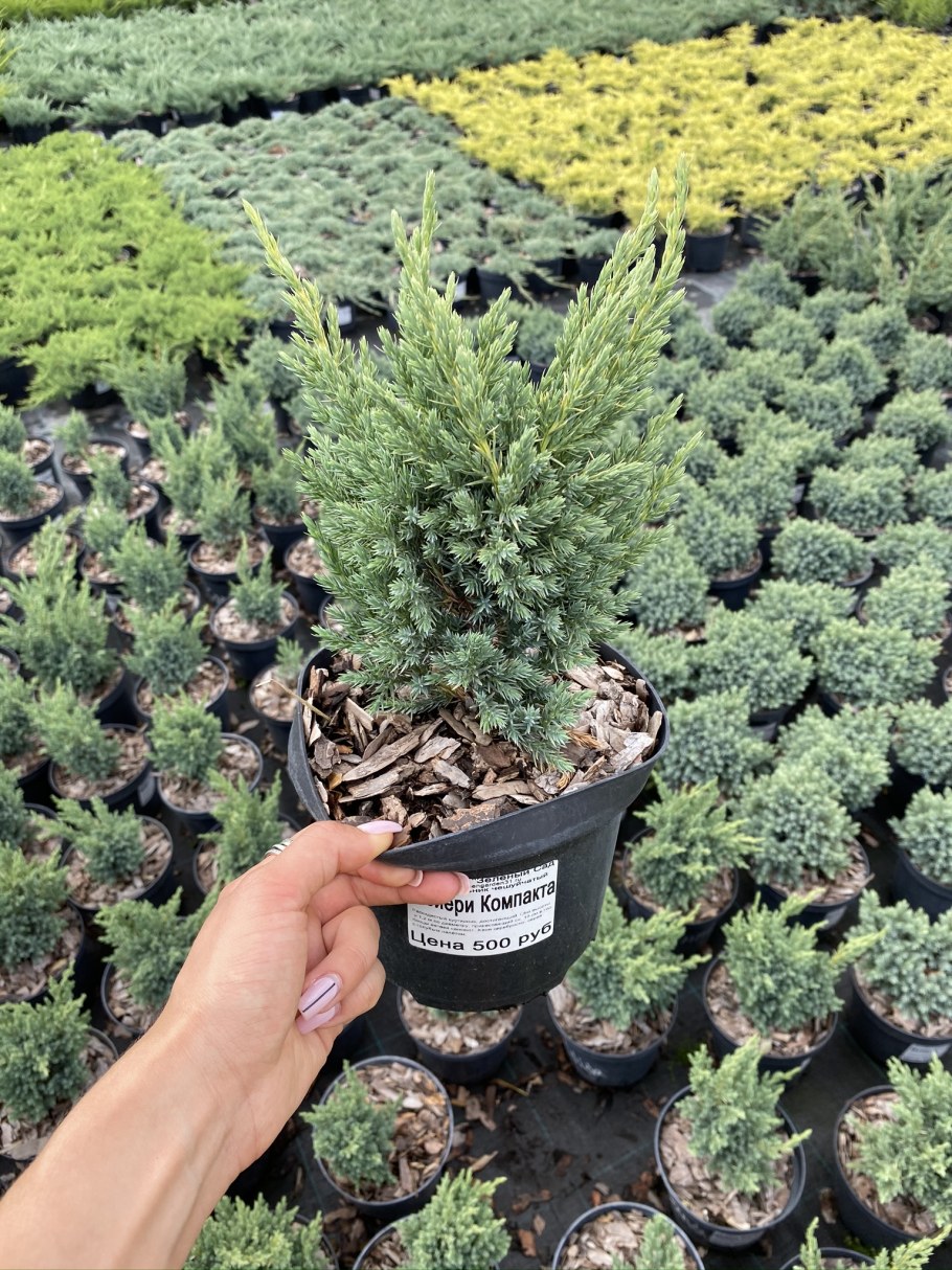 Можжевельник Мейери компакта