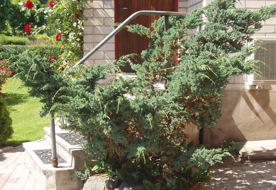 Можжевельник Блю Мейери