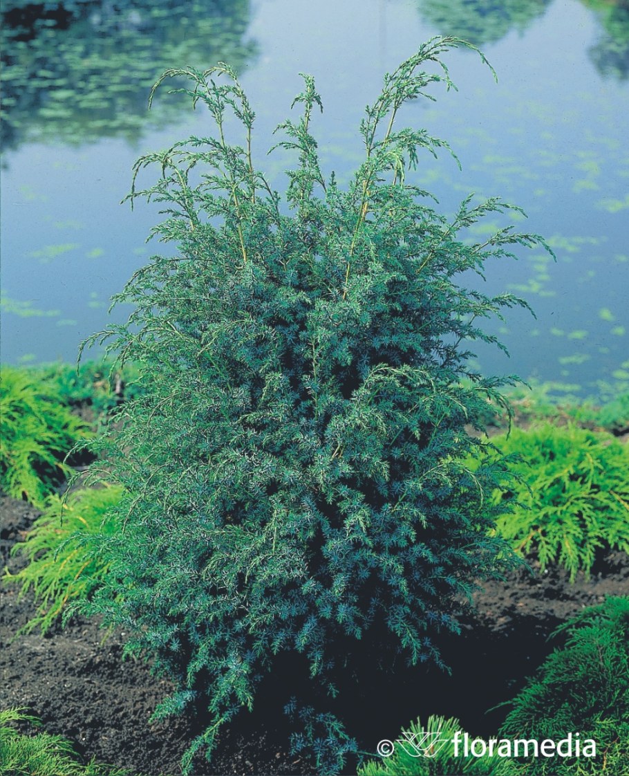 Можжевельник squamata meyeri