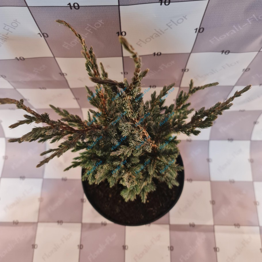 Можжевельник чешуйчатый meyeri