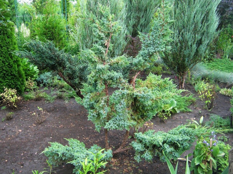 Можжевельник Мейери ниваки