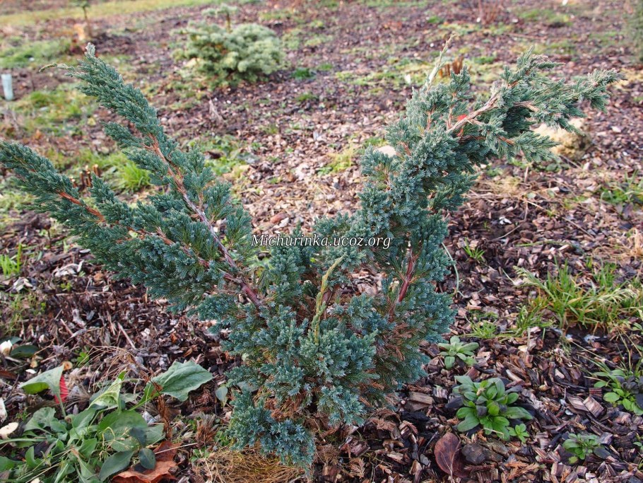 Можжевельник meyeri compacta