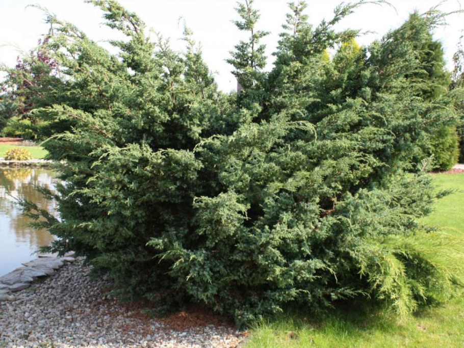 Можжевельник Блю Альпс