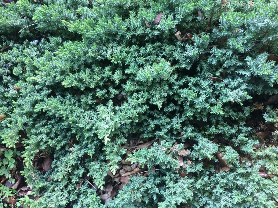 Можжевельник Мейери