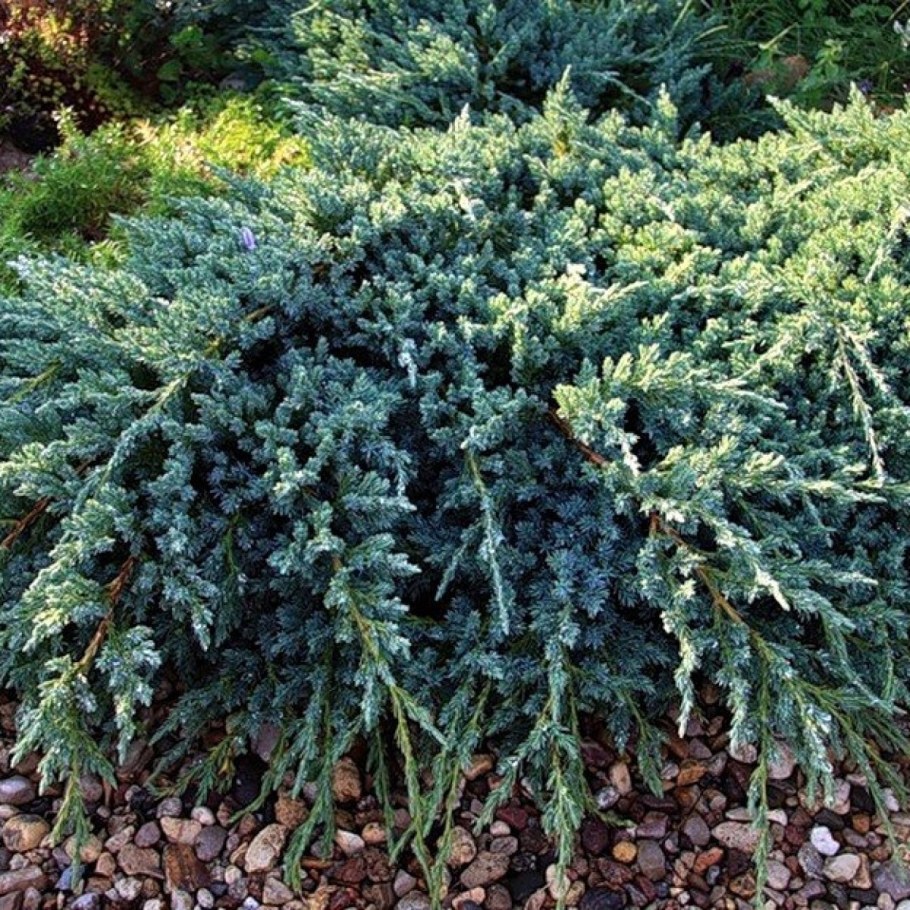 Можжевельник Скуамата Хольгер