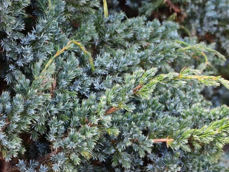 Можжевельник чешуйчатый Лодери