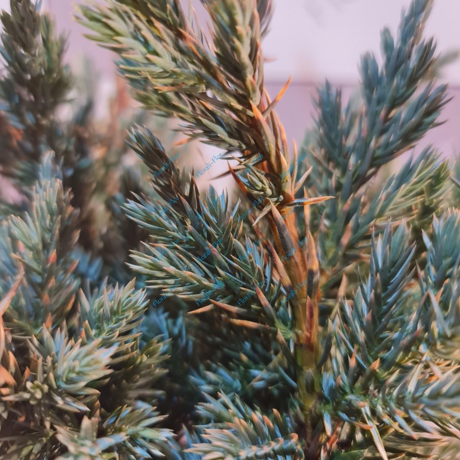 Можжевельник чешуйчатый meyeri