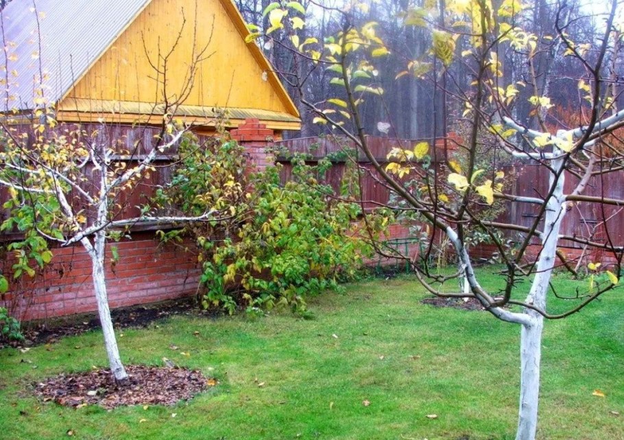 Яблоневый сад побелка