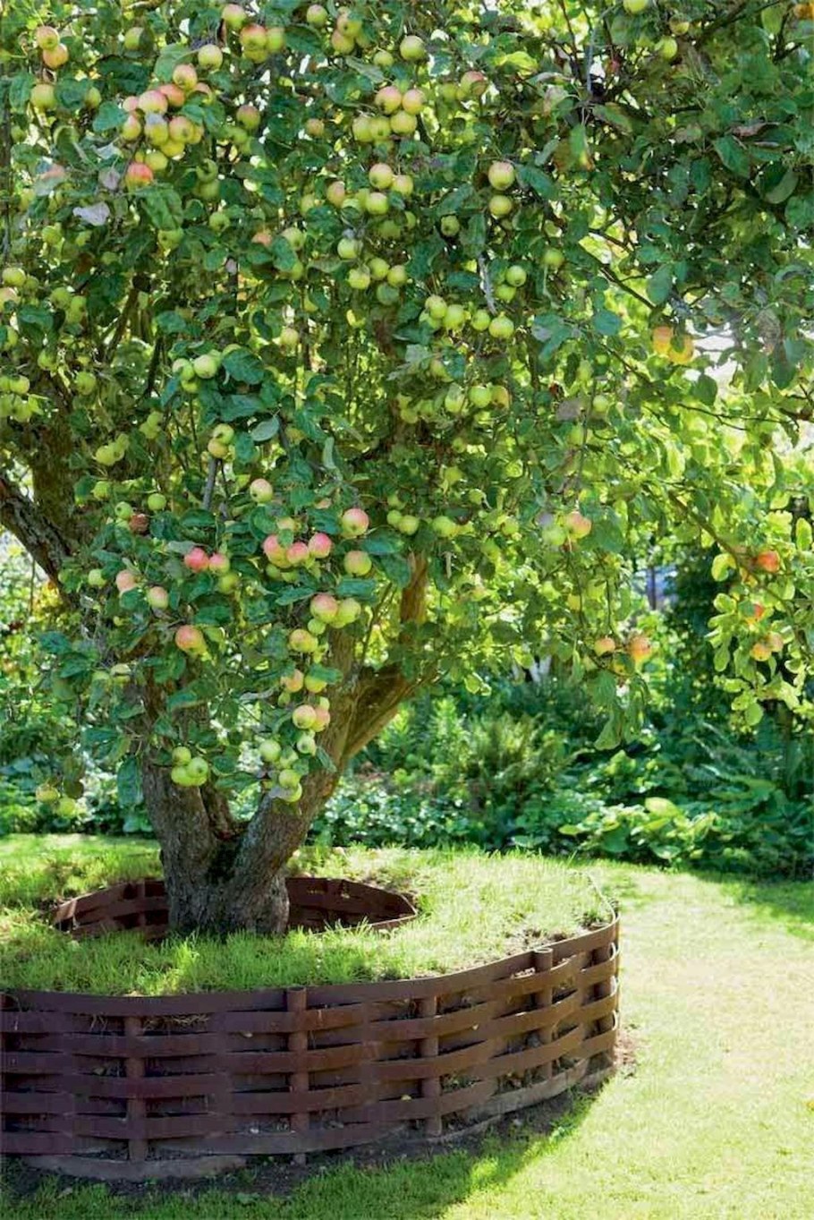 Шпалерные яблони