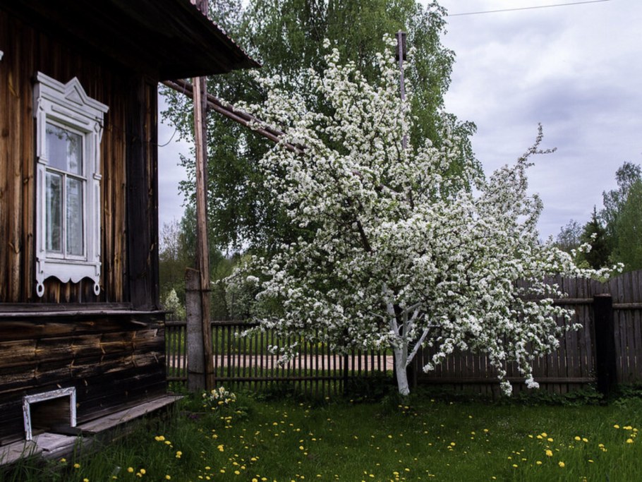 Палисад черемуха деревня