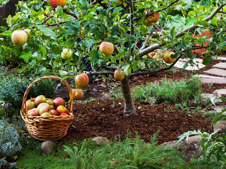 Бардси яблоня