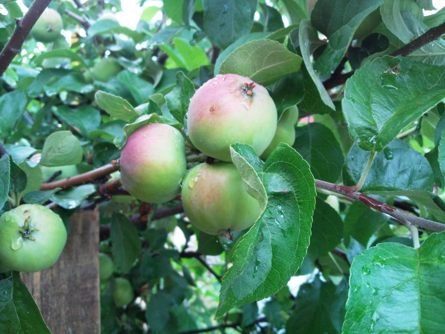 Яблоня Солнцедар