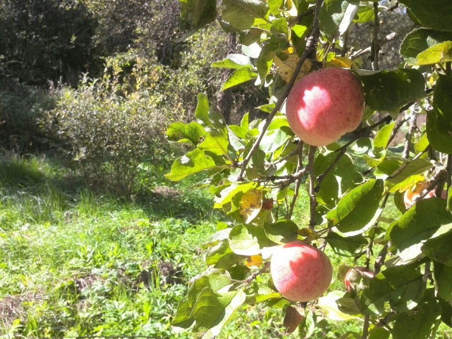 Яблоки на даче