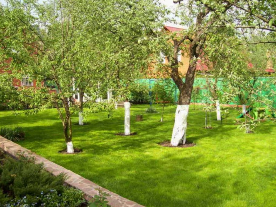 Сад с фруктовыми деревьями на участке