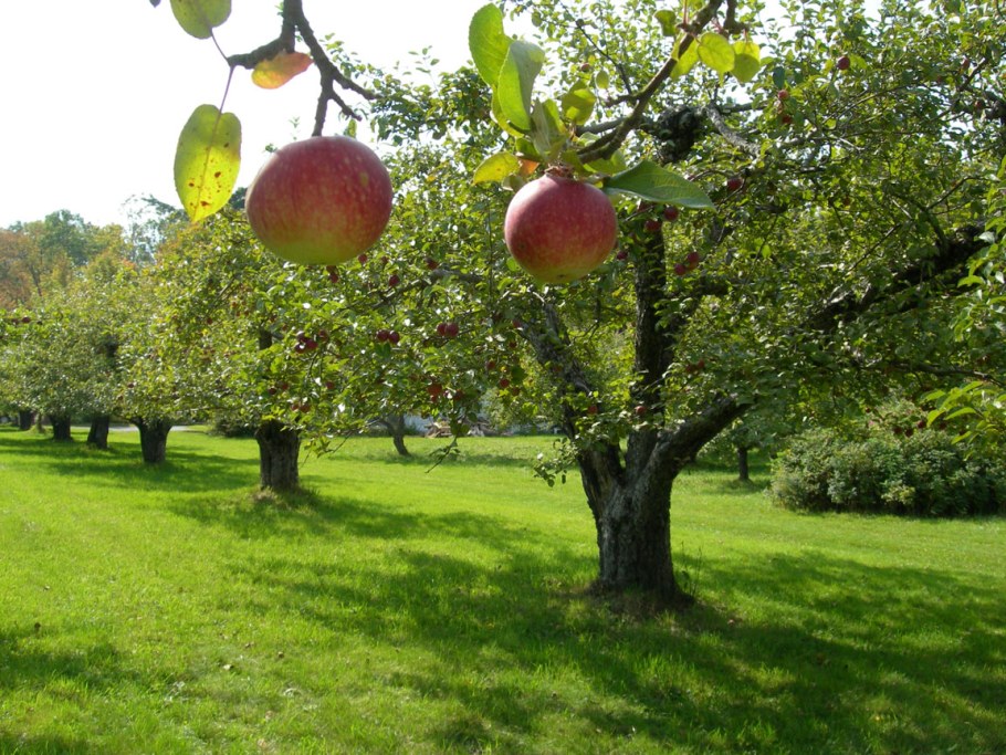 Яблочные плантации Нормандии