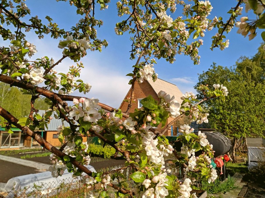 Цветущий Яблоневый сад на даче