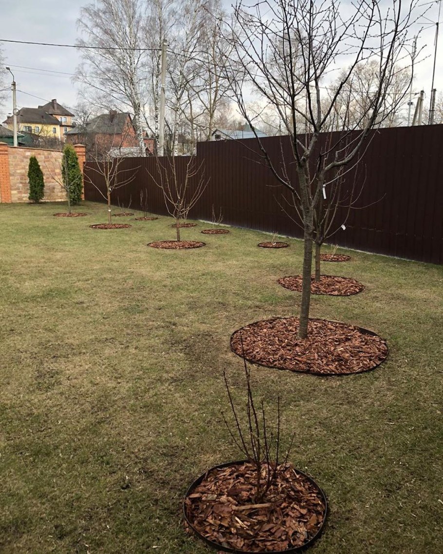 Плодоаый деревья на участке