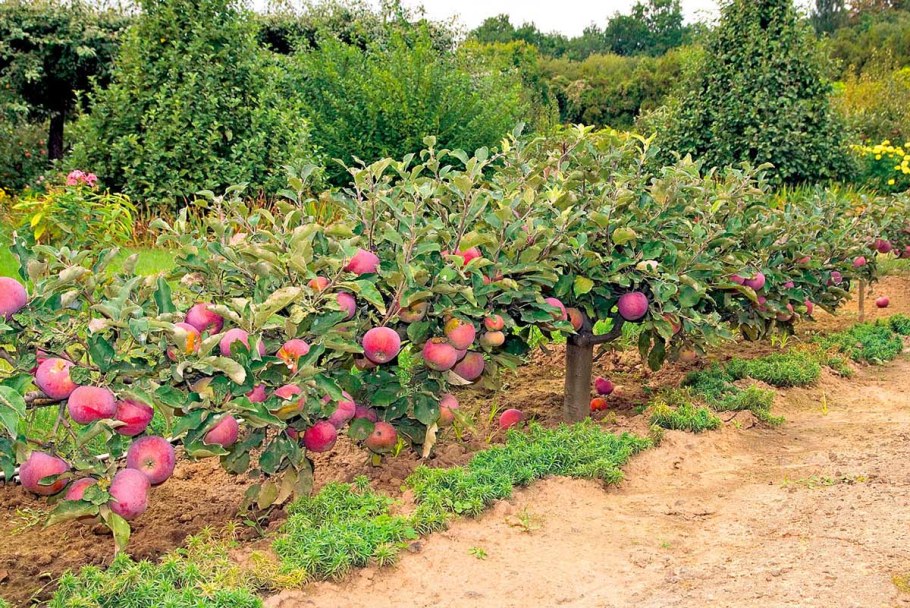 Яблоня карликовая с2l