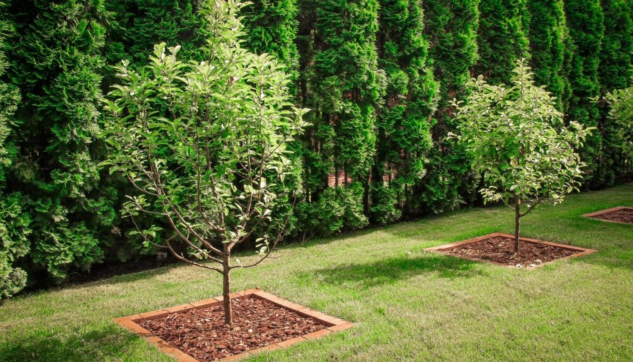 Туя штамб колоновидная