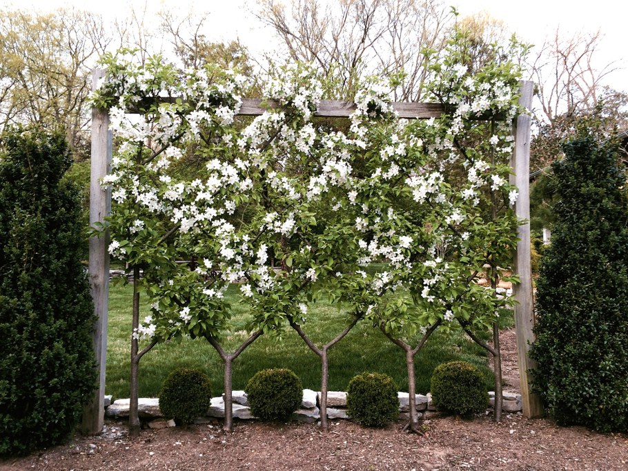 Магнолия штамбовая