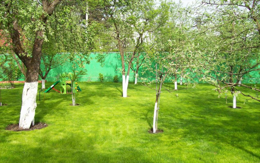 Плодовые деревья на участке