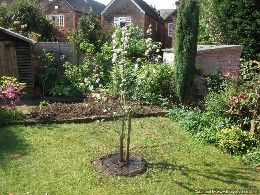 Плодовые деревья на даче