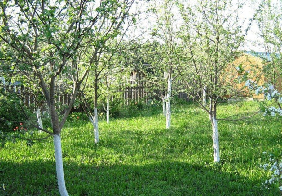 Яблоневый сад в Загорье