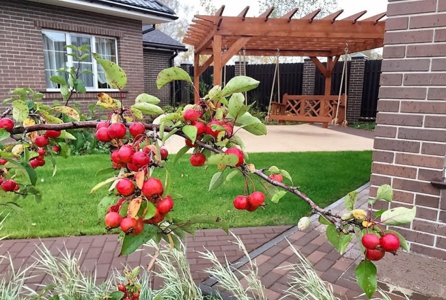 Колоновидная вишня